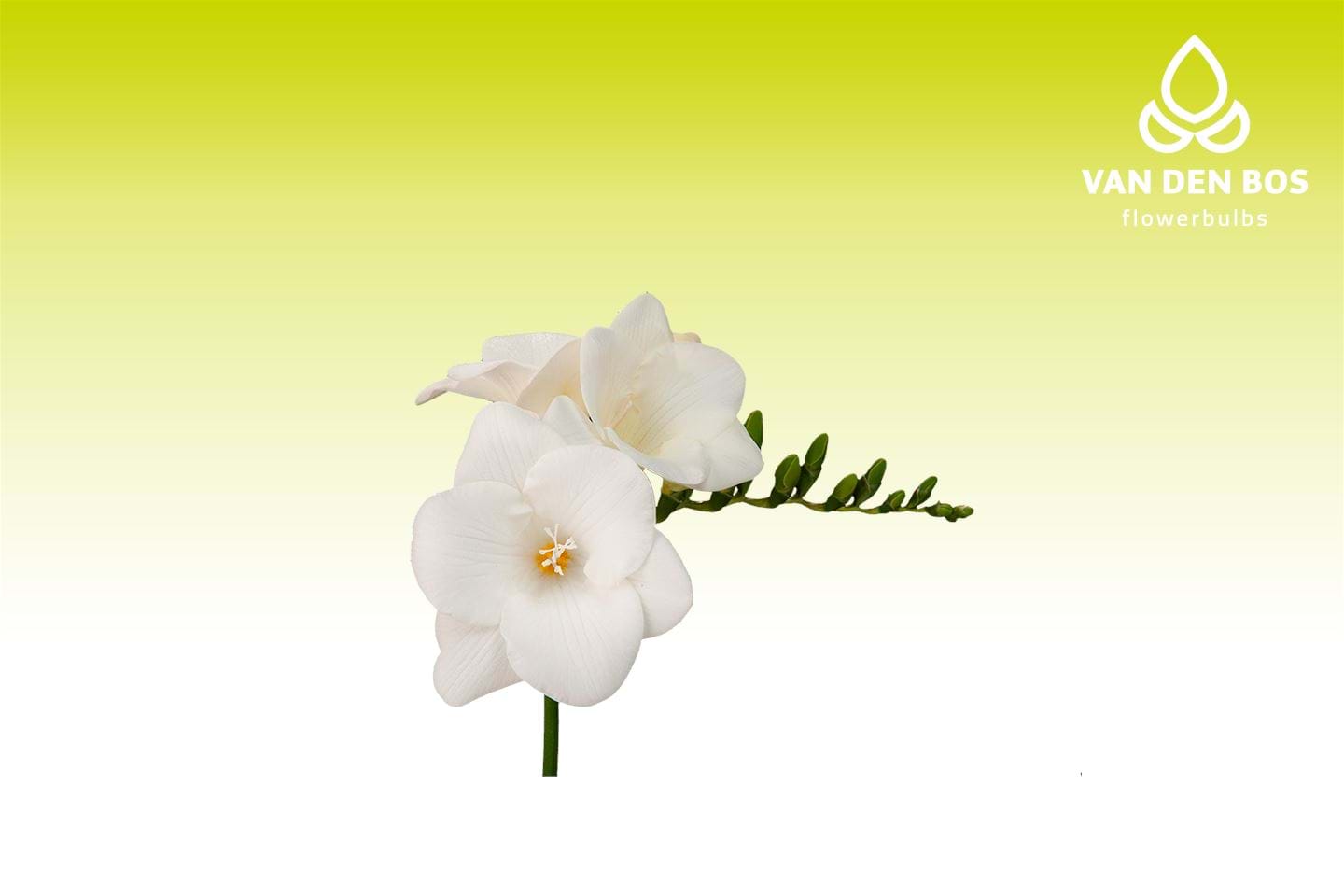 Corvette single freesia van den bos flowerbulbs